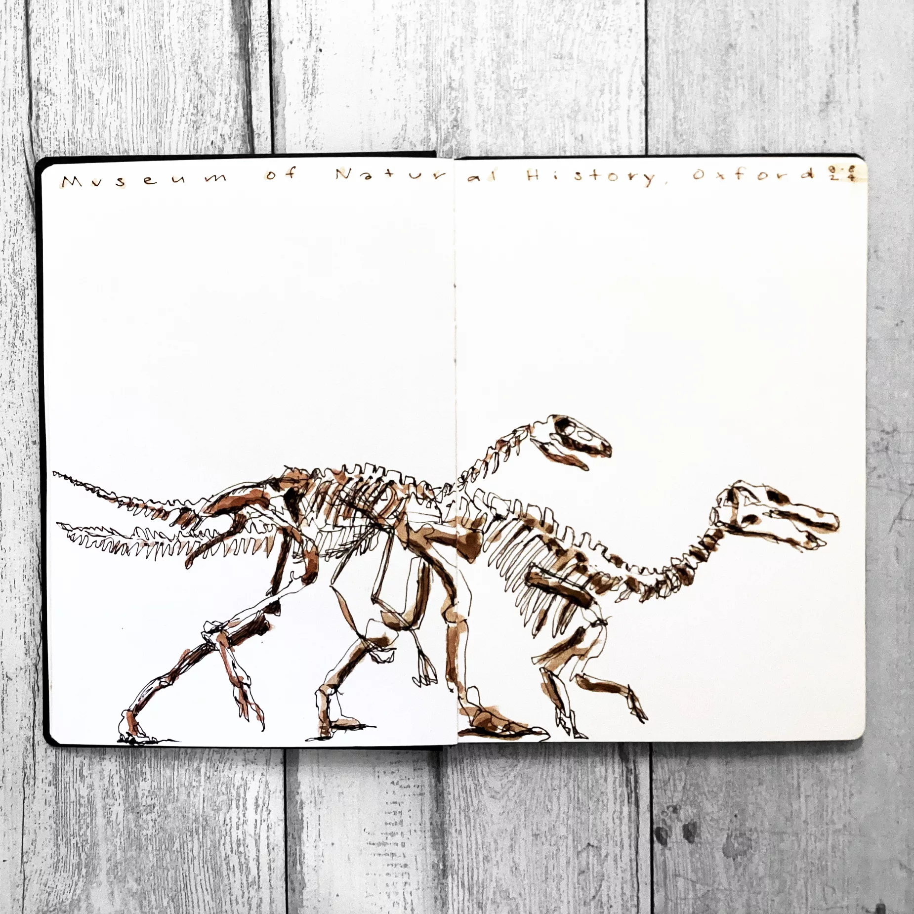 Museum of Natural History: Dinoskelette